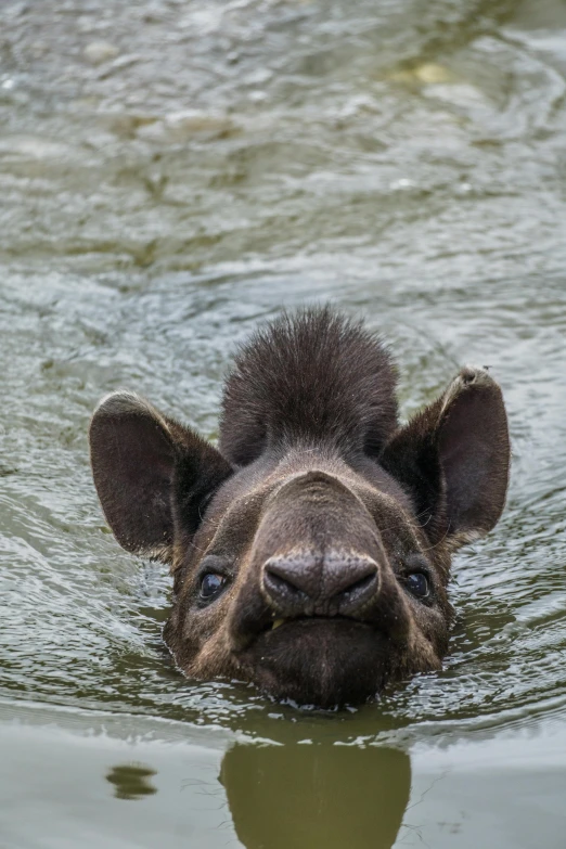 a baby african elephant swims in a body of water