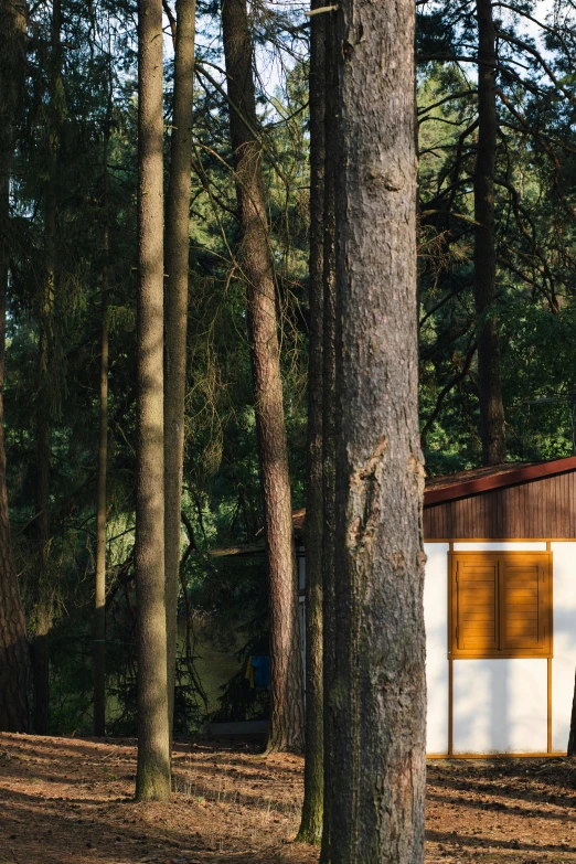 a cabin in the forest with tall pine trees