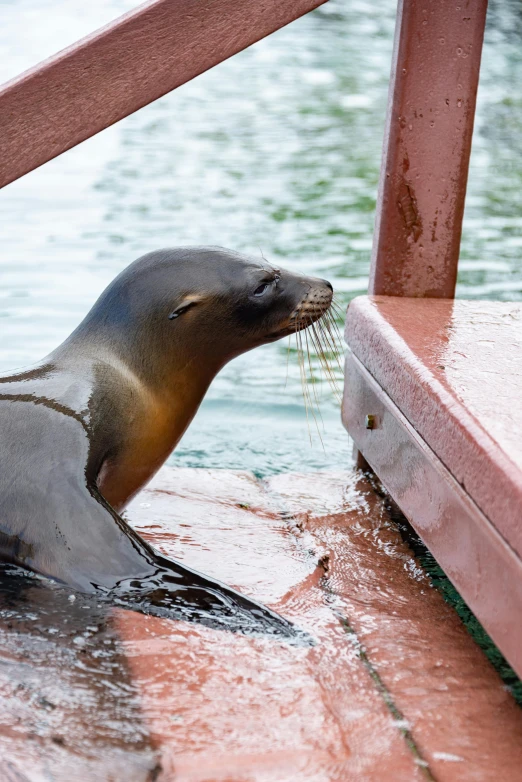 a small sea lion eats from its mouth