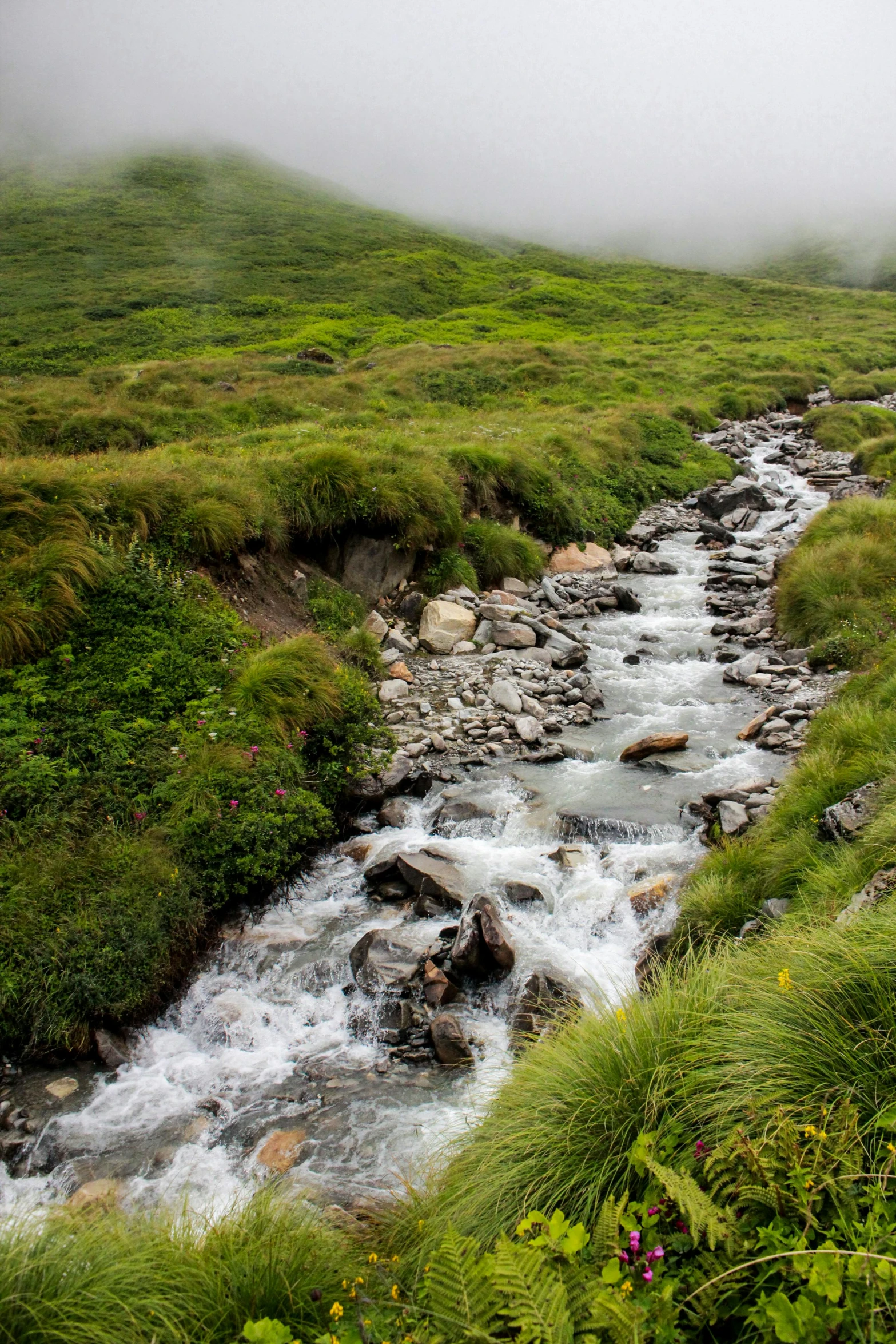 a stream in a grassy hill with tall grasses