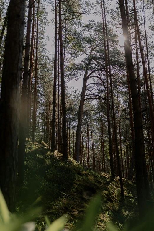 some trees are sitting on a grassy slope