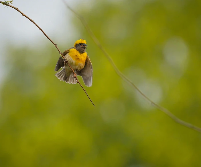 there is a small yellow and grey bird sitting on a tree nch