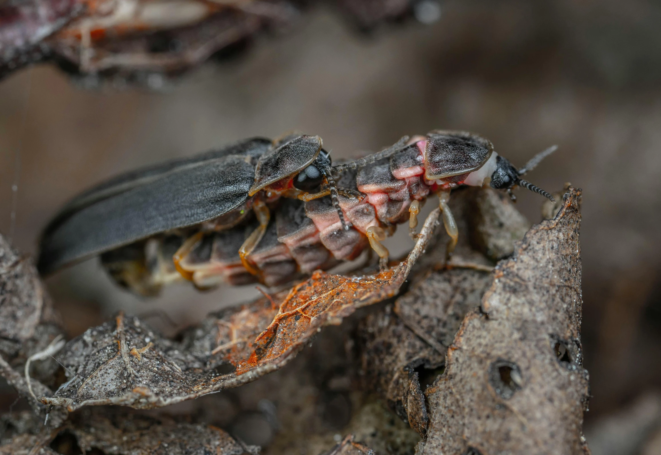 the black bug is crawling on a piece of wood