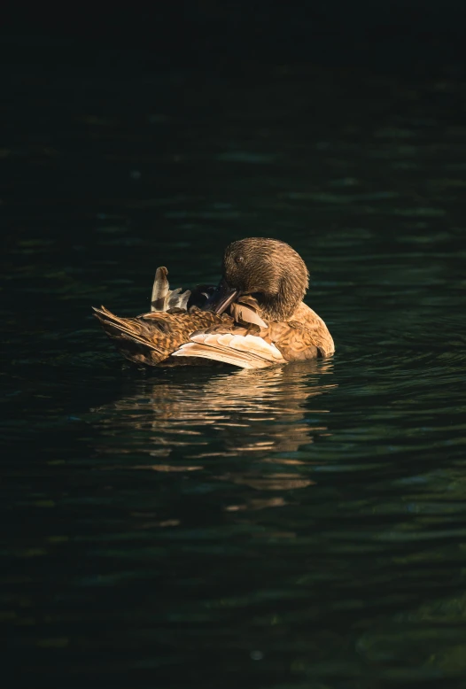 a duck in the water with its head on top of another bird