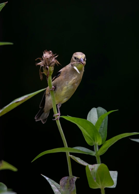 a small bird perched on top of a flower