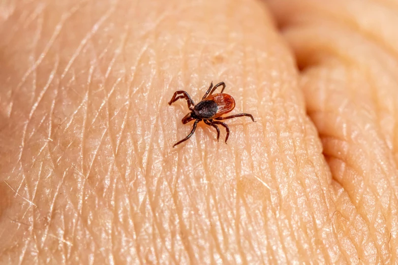 a close up of a tick on someone's hand