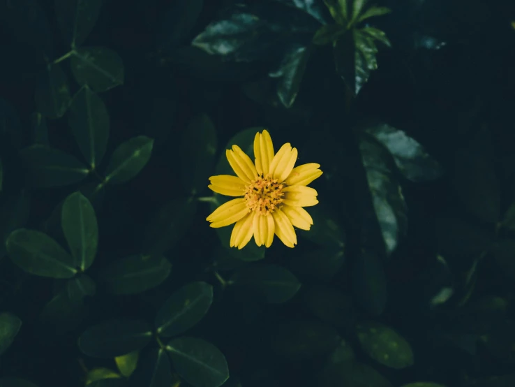 closeup of a yellow flower surrounded by leaves