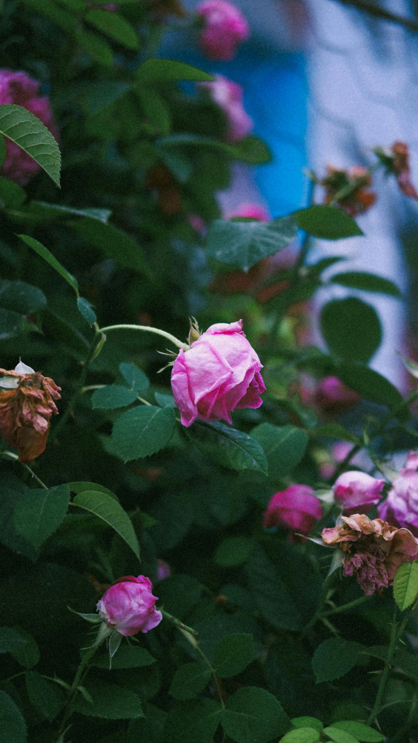 there are a lot of pretty flowers in the bush