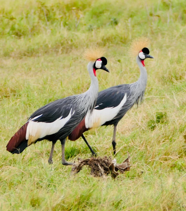 two birds that are standing in the grass