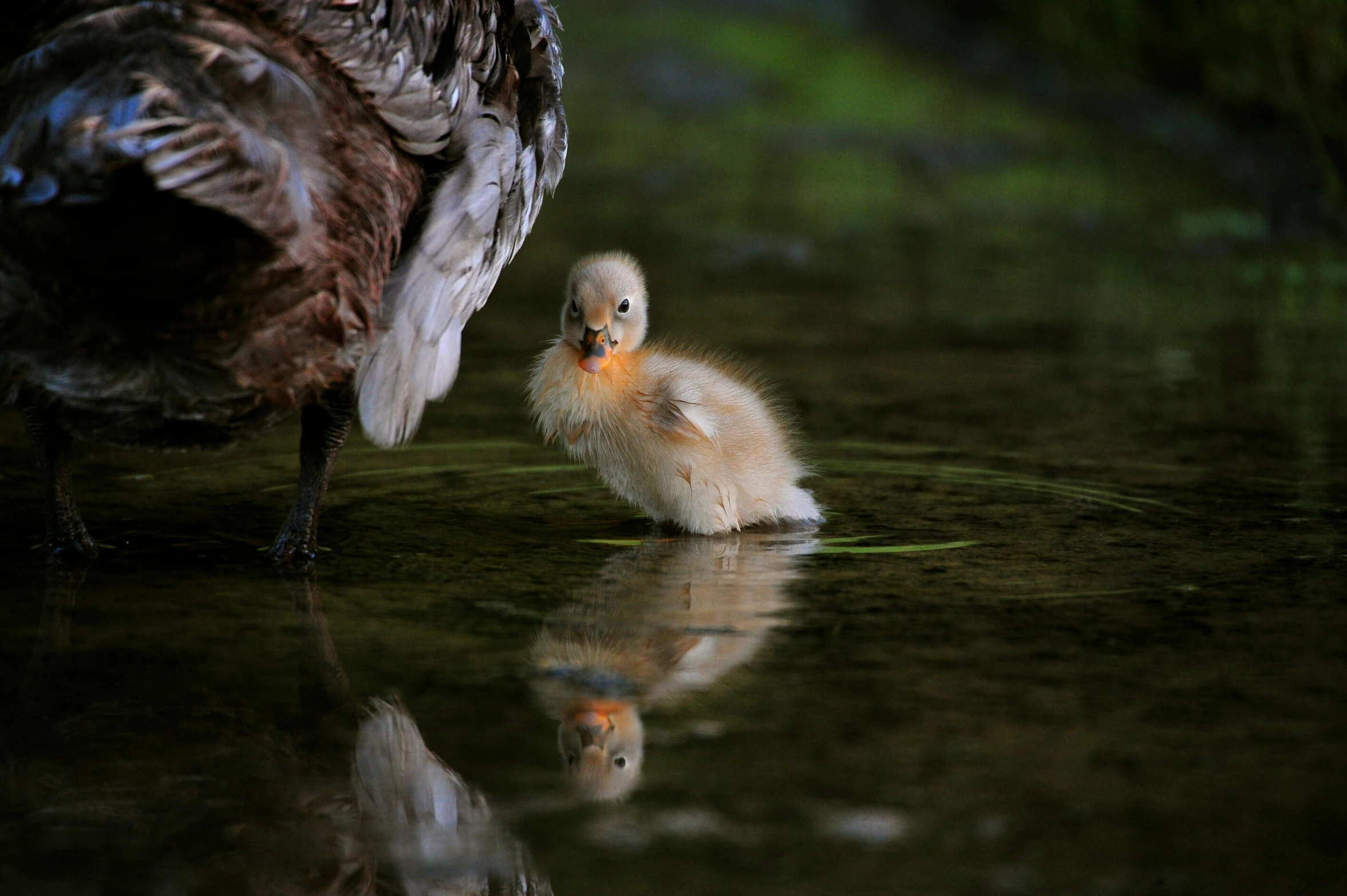 small duckling on wet surface near adult duck