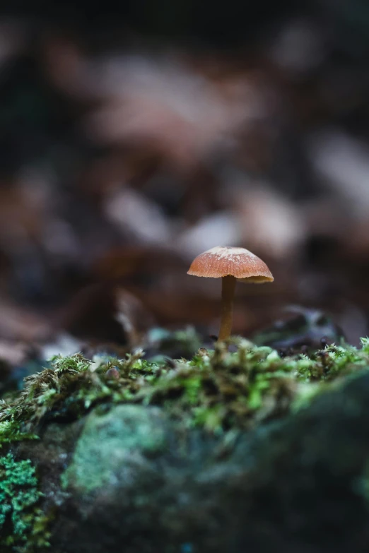 a tiny mushrooms is on a forest floor