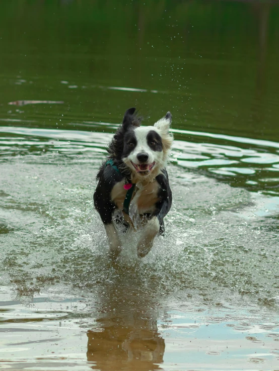 a dog jumping in water while carrying soing in its mouth