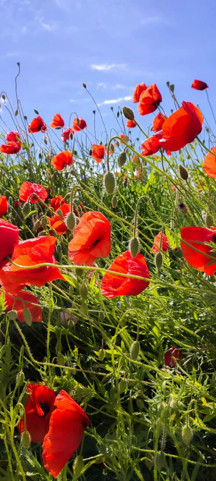 a close up of a field with flowers