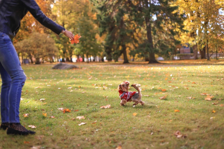 a small dog on a leash running in the grass