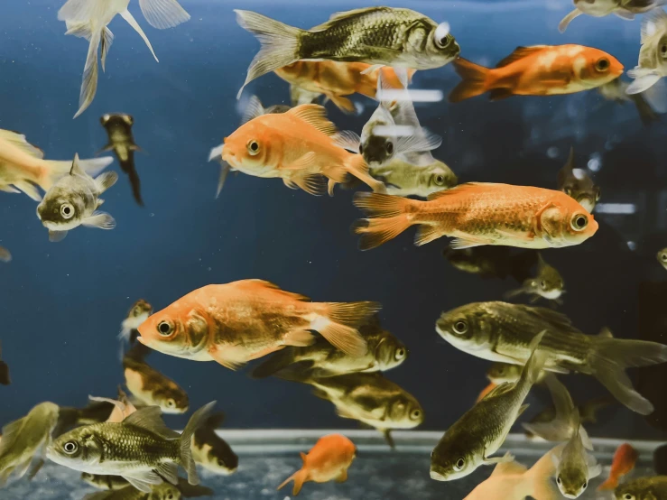 an aquarium filled with small goldfish in a tank