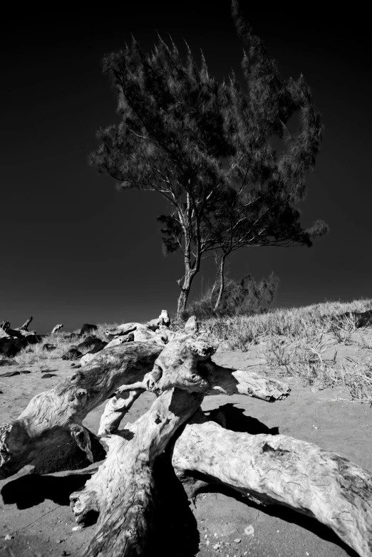 tree sticking out of the ground surrounded by sand