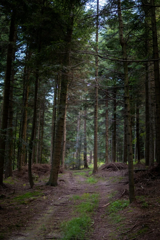 a person in a wooded area with trees and grass