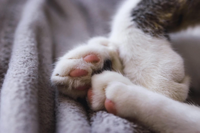 a cat's paw is sticking out from under a gray blanket