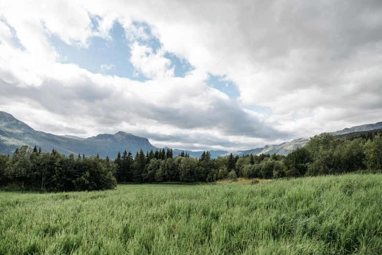 field of grass on a mountain with trees in the background