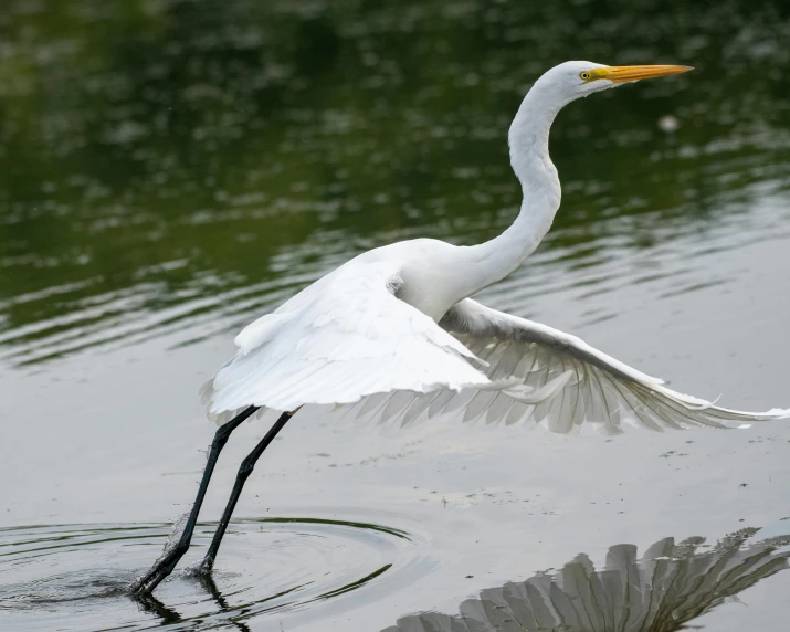 a long necked white bird standing in water