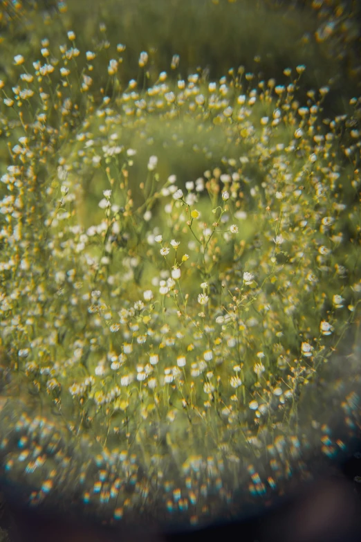 looking through a camera lens at small white flowers in the middle of it