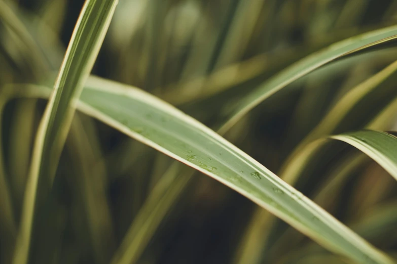 a green plant is in the center of a close up picture