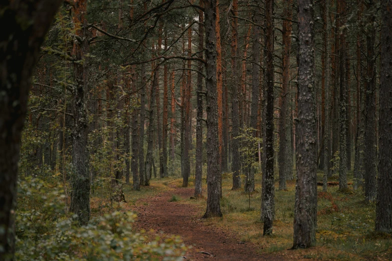 there are a few trees along the path that goes to the forest