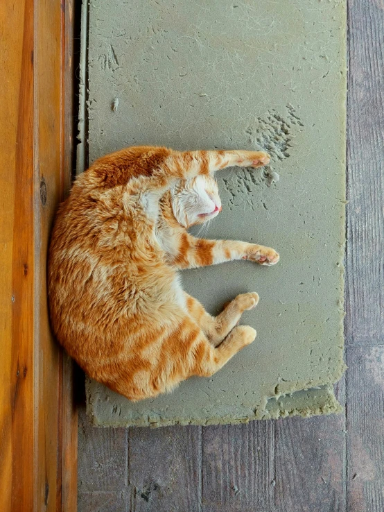 an orange cat laying on the ground on concrete