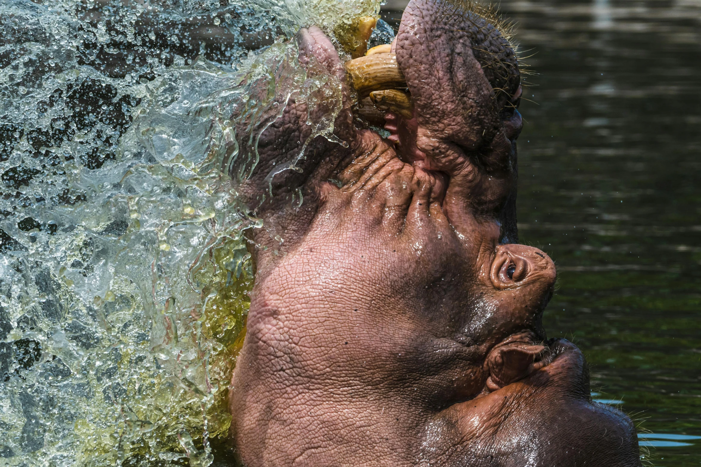 a man is splashing on the back of an elephant in a body of water