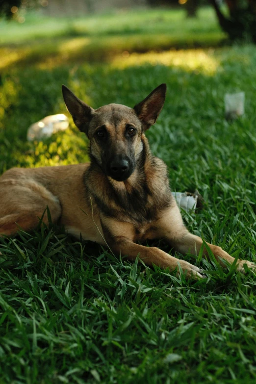 a brown dog laying in the grass on top of a field