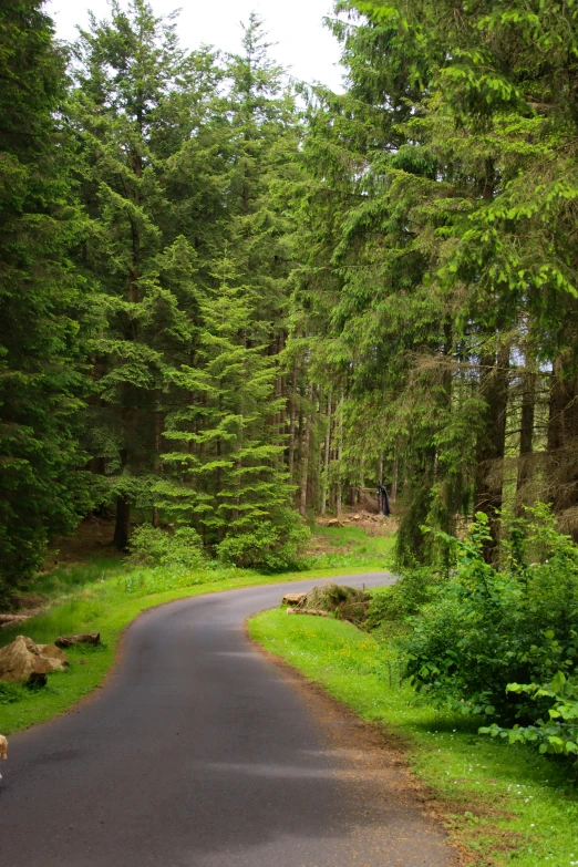 an empty paved road in a wooded area