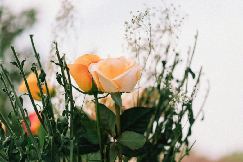 three orange roses are blooming in the grass