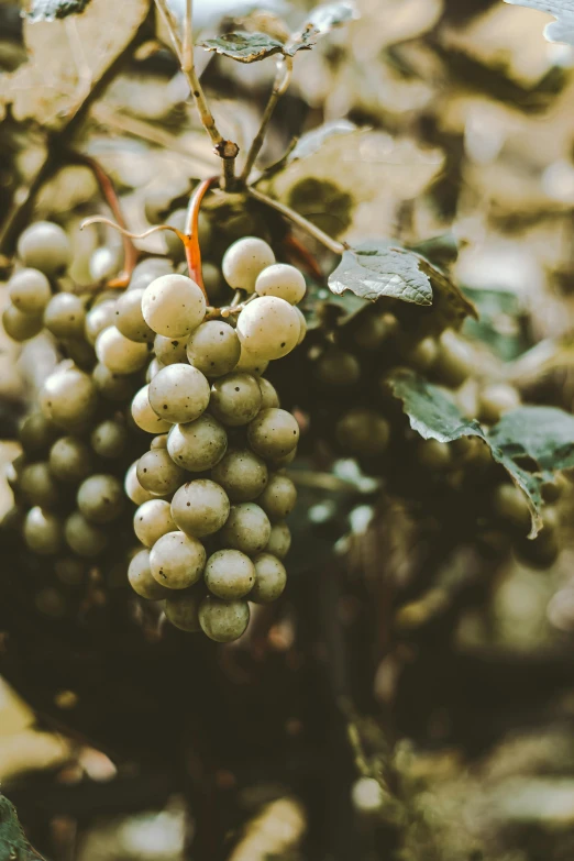 an image of bunches of fruit that are on tree