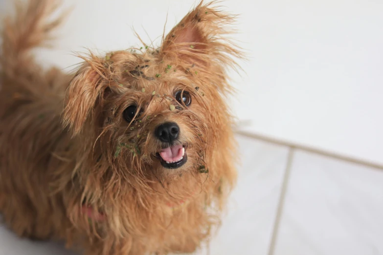 the head of a dog with tiny hair on it's face