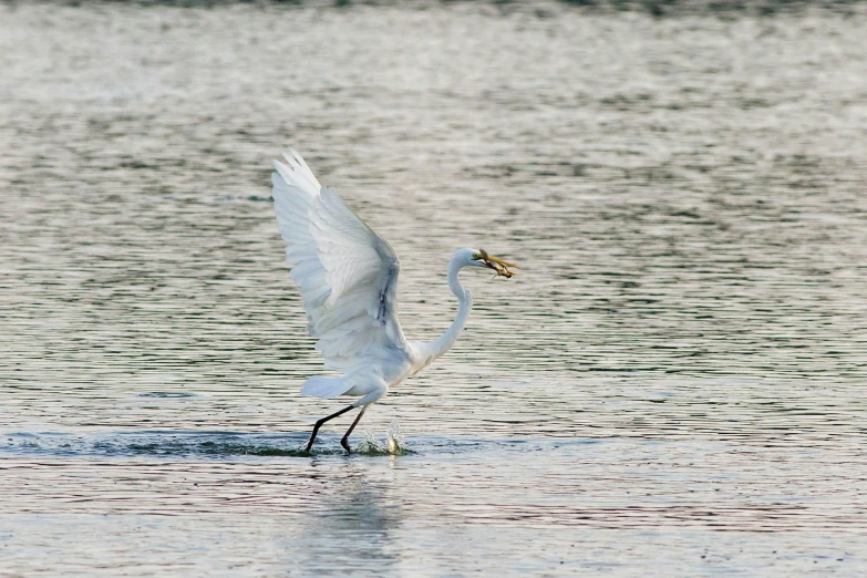 a crane standing in the water looking for food