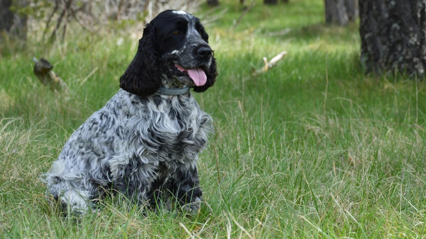 a gray and black dog laying in the grass next to a tree