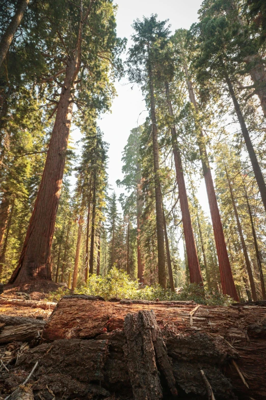 the sun is shining through trees in a forest