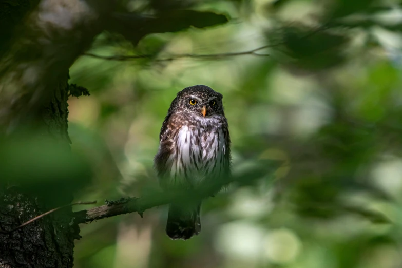 an owl sitting on top of a tree nch