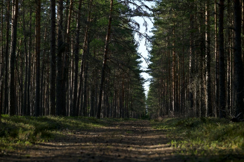 an old road is lined by rows of trees