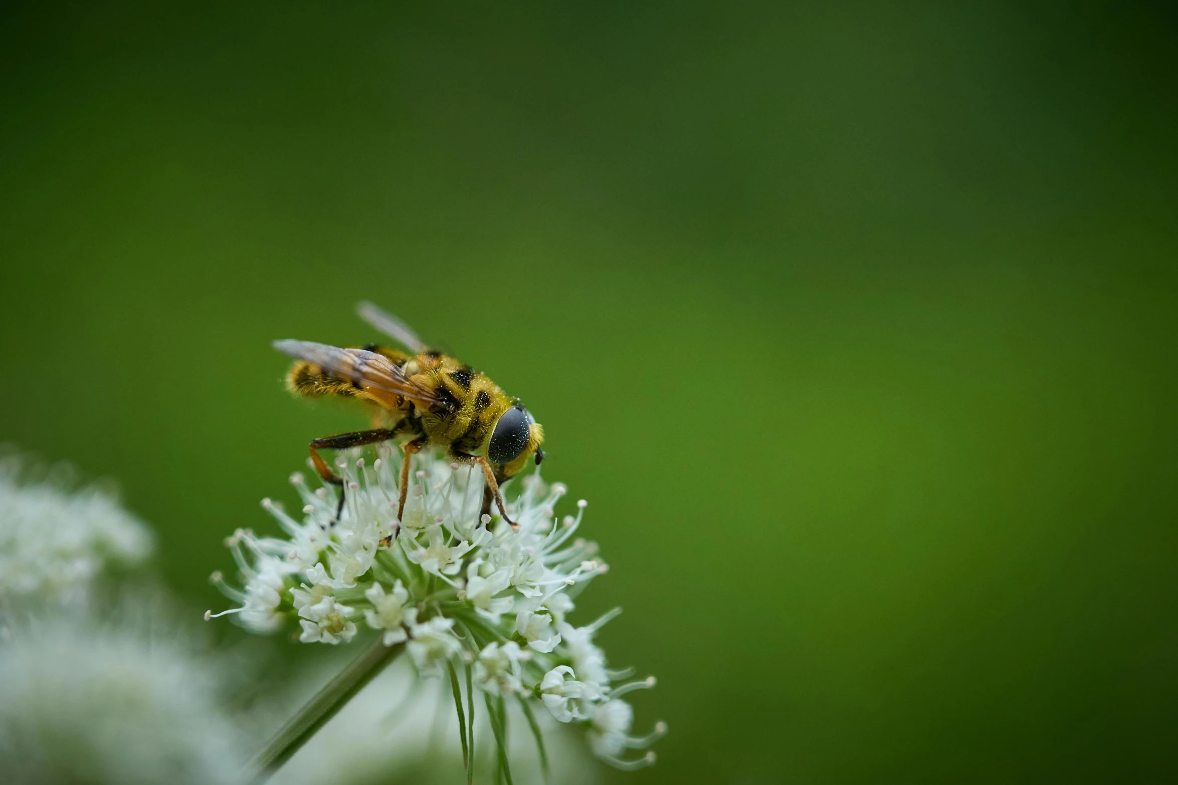 a bee is resting on a white flower