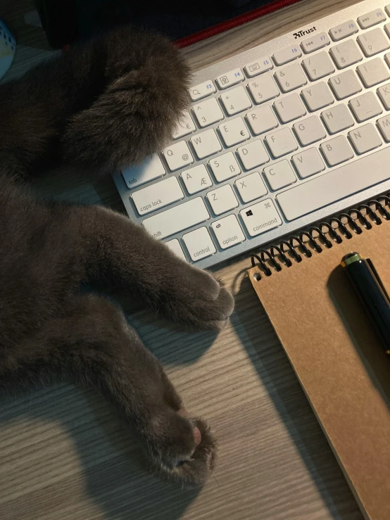 a cat laying on a table next to a keyboard