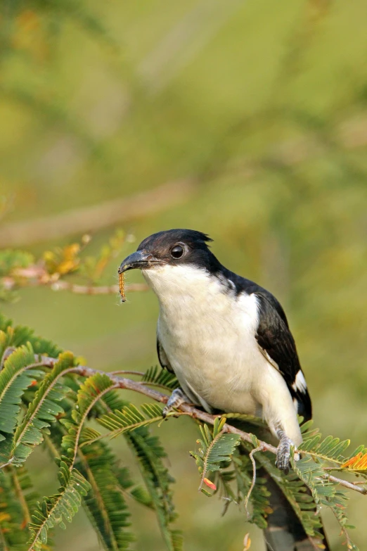 a black and white bird sitting on a nch with a worm in it's mouth