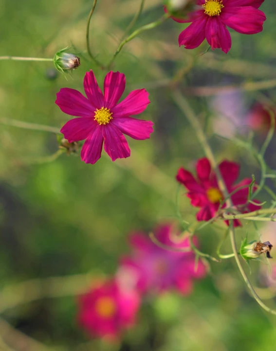 some pink flowers growing out of the ground