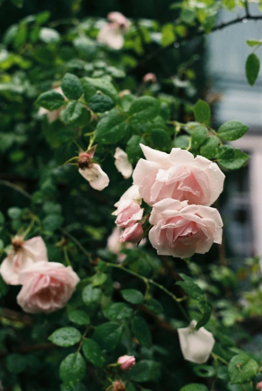 pink roses blooming near a building and green leaves