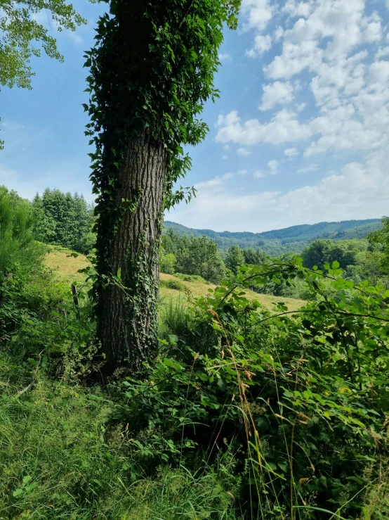 a patch of green plants growing up the side of a tree