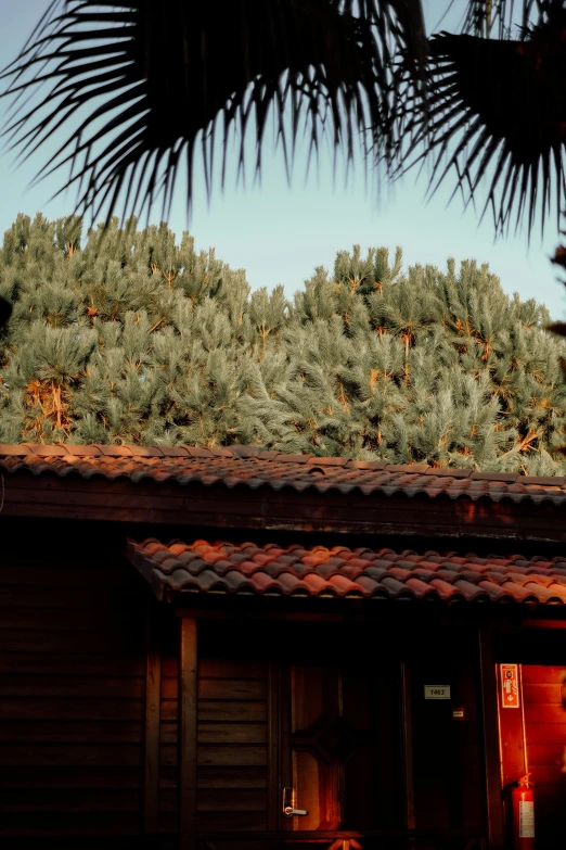 this is an image of a roof with a small area and bushes