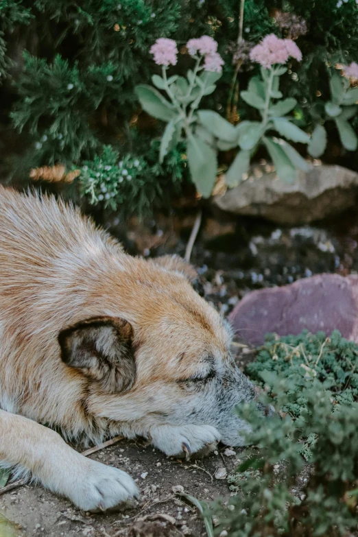 a wolf laying down in the middle of a forest