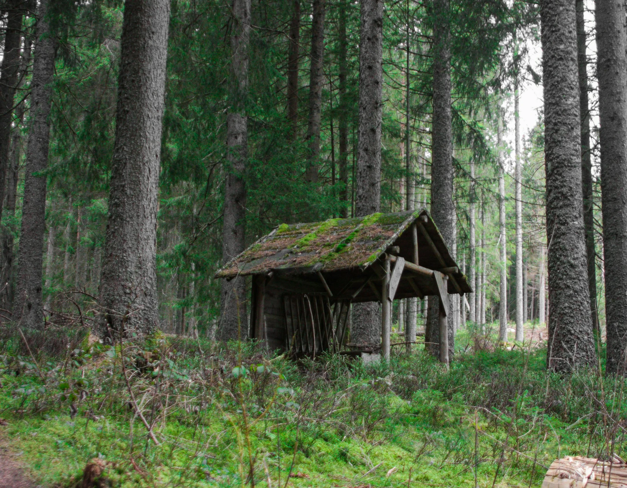 a lone cabin sits in the middle of a wooded area