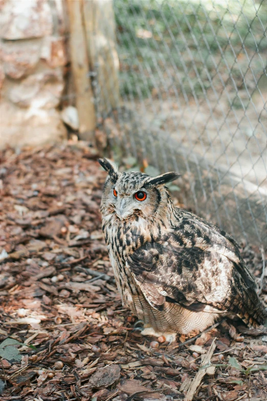 a bird sitting on top of dried leaves near a fence