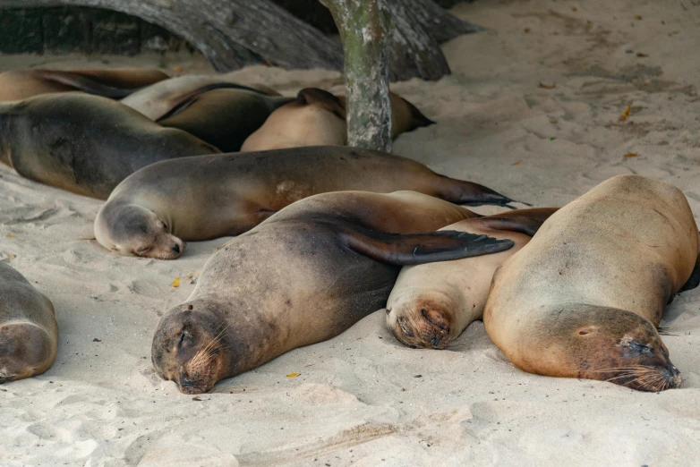 a group of sea lions laying on the sand